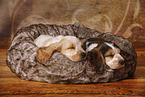 2 sleeping English Cocker Spaniel Puppies