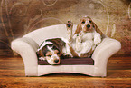 2 English Cocker Spaniel Puppies
