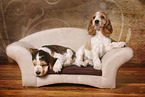 2 English Cocker Spaniel Puppies