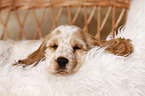 sleeping English Cocker Spaniel Puppy