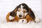 sleeping English Cocker Spaniel Puppy