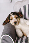 sleeping English Cocker Spaniel Puppy
