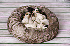 2 sleeping English Cocker Spaniel Puppies