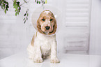 English Cocker Spaniel Puppy with pet cone