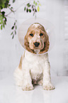 English Cocker Spaniel Puppy with pet cone