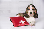 English Cocker Spaniel Puppy with ambulance bag