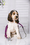 English Cocker Spaniel Puppy with stethoscope