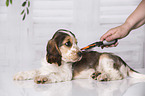 brushing an English Cocker Spaniel Puppy