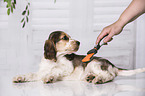 brushing an English Cocker Spaniel Puppy