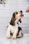 brush English Cocker Spaniel Puppy's teeth