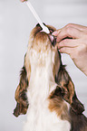 brush English Cocker Spaniel Puppy's teeth