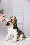 brush English Cocker Spaniel Puppy's teeth