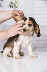 earcare at English Cocker Spaniel Puppy
