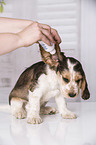 earcare at English Cocker Spaniel Puppy