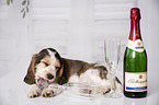 English Cocker Spaniel Puppy with champagne