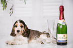 English Cocker Spaniel Puppy with champagne