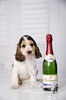 English Cocker Spaniel Puppy with champagne