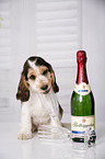 English Cocker Spaniel Puppy with champagne