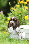 English Cocker Spaniel Puppy