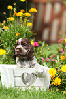 English Cocker Spaniel Puppy