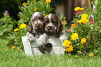 English Cocker Spaniel Puppies