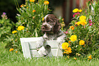 English Cocker Spaniel Puppy