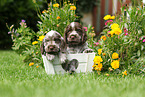 English Cocker Spaniel Puppies