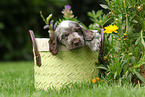 English Cocker Spaniel Puppy