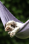 English Cocker Spaniel Puppy