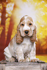 English Cocker Spaniel puppy