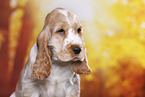 English Cocker Spaniel puppy