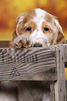 English Cocker Spaniel puppy