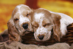 English Cocker Spaniel puppy