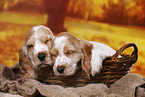 English Cocker Spaniel puppy