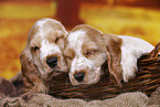 English Cocker Spaniel puppy
