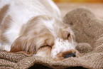 English Cocker Spaniel puppy