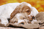 English Cocker Spaniel puppy