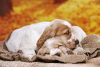 English Cocker Spaniel puppy