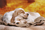 English Cocker Spaniel puppy