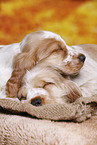 English Cocker Spaniel puppy