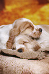 English Cocker Spaniel puppy