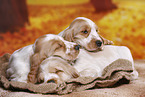 English Cocker Spaniel puppy