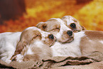 English Cocker Spaniel puppy