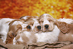 English Cocker Spaniel puppy