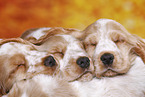English Cocker Spaniel puppy
