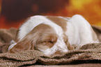 English Cocker Spaniel puppy