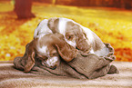 English Cocker Spaniel puppy