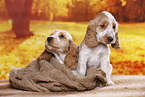 English Cocker Spaniel puppy