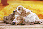 English Cocker Spaniel puppy