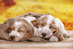 English Cocker Spaniel puppy